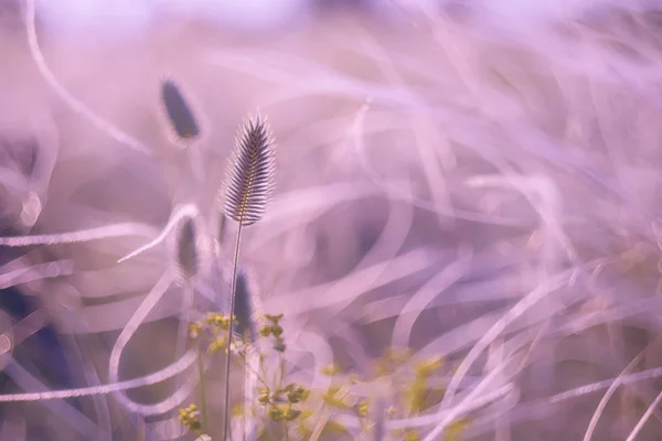 早朝の草原で草羽草の間で穏やかな小穂がクローズ アップ ソフト フォーカスの穏やかなライラック色のトーンで芸術的な写真 — ストック写真