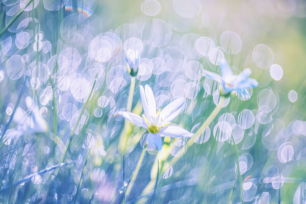 Artistic photo of a white flower on a meadow in the early morning in sparkling drops of dew. Very soft selective focus.