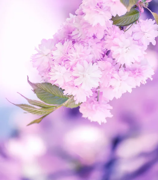 Grönskande Sakura Blommar Delikat Rosa Blommor Trädgården Mycket Mild Ljus — Stockfoto