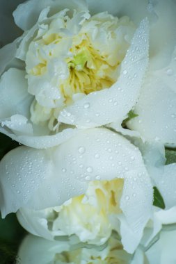 Beyaz peonies hassas tomurcukları. Yakın çekim.