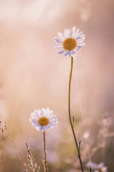 Нежный Цветок Поля Ромашка Паутине Капли Росы Рассвете — стоковое фото