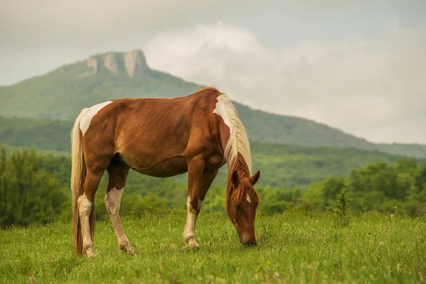Pferde Auf Der Weide Vor Der Bergkulisse — Stockfoto