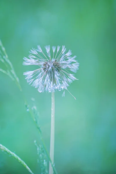 Diente León Esponjoso Blanco Húmedo Después Lluvia Una Foto Artística —  Fotos de Stock