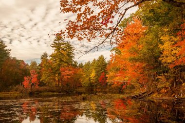 Güzel bir göl sonbahar ormanın içinde. Güzel sonbahar renkleri, gölün sonbahar koşulları rahatlatıcı sakin yüzey. Amerika Birleşik Devletleri. Maine.