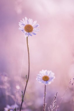 Bir alan papatya örümcek ağları ve şafakta dewdrops narin bir çiçek.