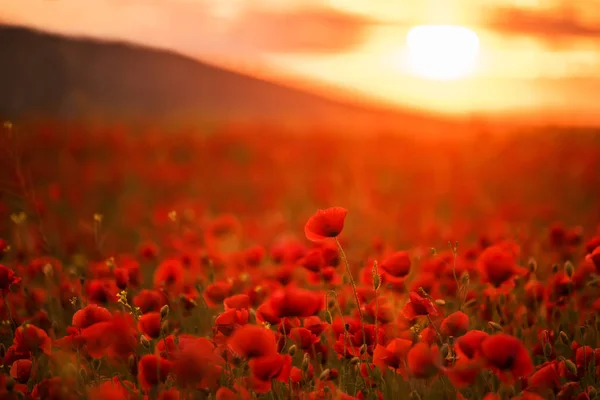 令人难以置信的美丽的花罂粟 夕阳中的红色田野 — 图库照片