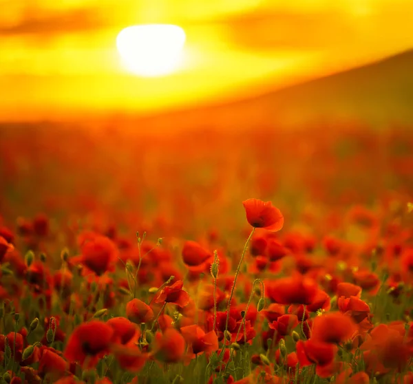 令人难以置信的美丽的花罂粟 夕阳中的红色田野 — 图库照片