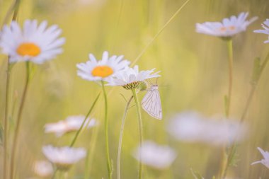 Sanatsal fotoğraf. Papatya çiçeği bir çiçek üzerinde uyuyan bir çayır ve beyaz kelebek üzerinde. 