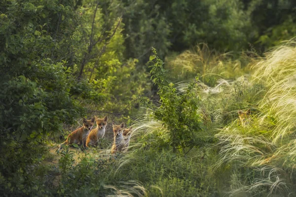 Family Wild Foxes Wild — Stock Photo, Image