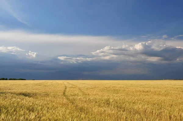 一个美丽的金色田野 有成熟的麦子和暴风雨的天空 — 图库照片