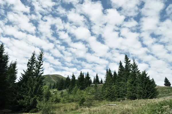 Grandes Abetos Las Montañas Hermoso Cielo — Foto de Stock