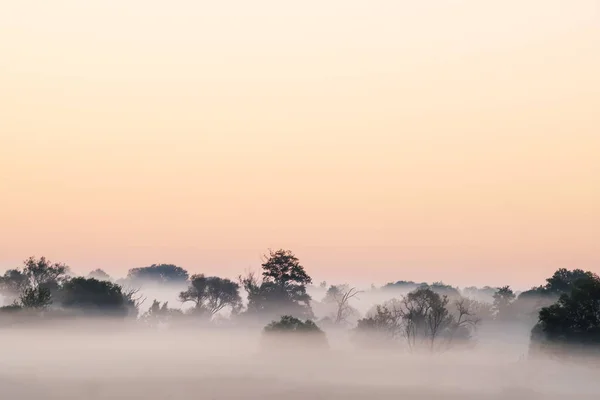 View Afar Forest Thick Fog Dawn Gentle Pink Morning Sky — Stock Photo, Image