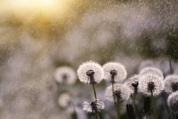 Wiele Biały Powietrza Delikatne Kolory Mlecze Wiosna Sunny Deszcz Muchy — Zdjęcie stockowe