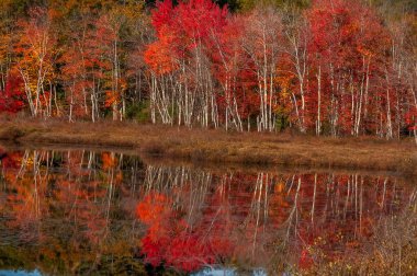 Parlak kırmızı yapraklar ve göl su yansıma ağaçlarıyla. Renkli güzel sonbahar. Amerika Birleşik Devletleri. Maine.