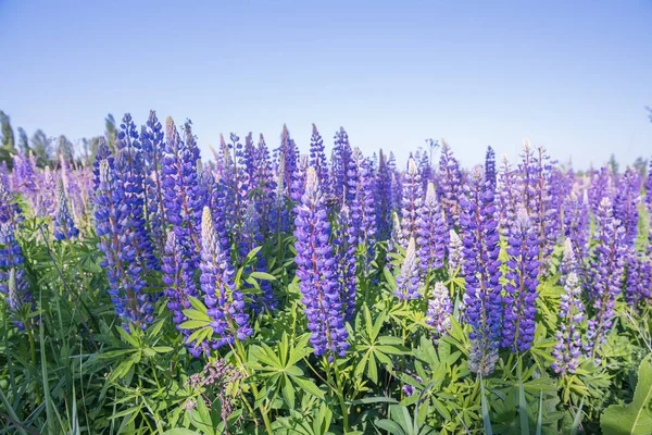 Lush Flowering Beautiful Lilac Flowers Lupines Wild — Stock Photo, Image