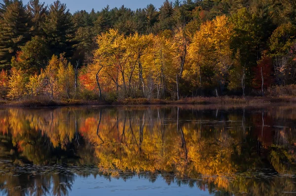 Autunno Oro Sulla Riva Del Lago Stati Uniti Maine — Foto Stock