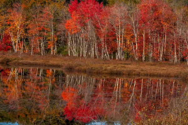 Árvores Com Folhagem Vermelha Brilhante Reflexão Água Lago Outono Bonito — Fotografia de Stock