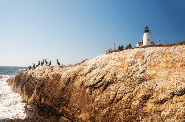 Kusten Atlanten Klippiga Kusten Fyr Shore Och Sjöfåglar Usa Maine — Stockfoto