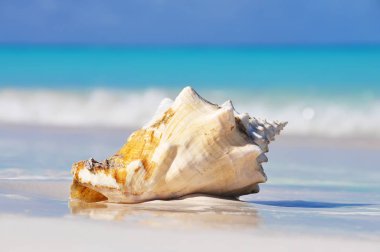 Zümrüt deniz kıyısında beyaz kum üzerinde büyük bir deniz kabuğu.