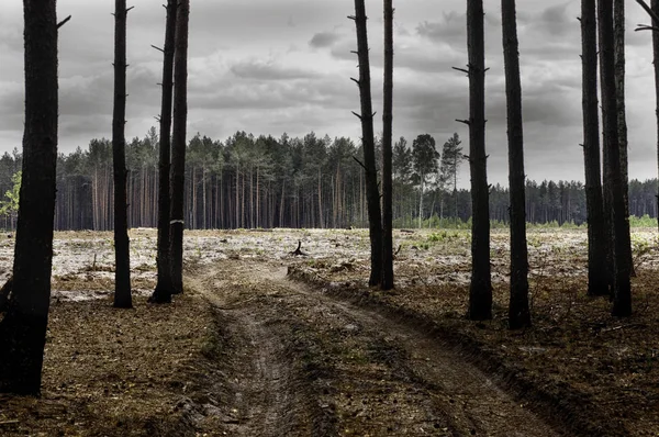 The severed forest. Problems of human life and influence on nature. Ecological problems.