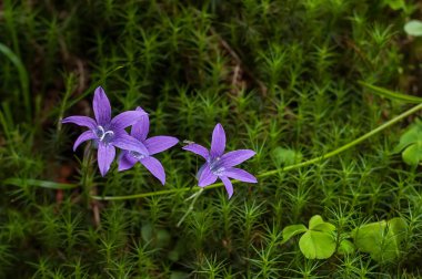 Çiçekler çan moss orman içinde. Yakın çekim.