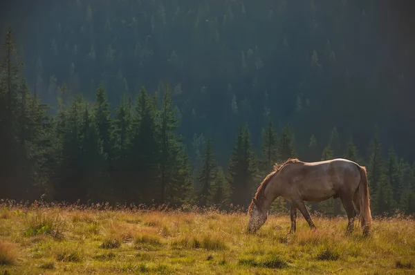 Dağlarda bir açıklıkta otlatma bir at. Arka planda kalın Göknar ormanı.