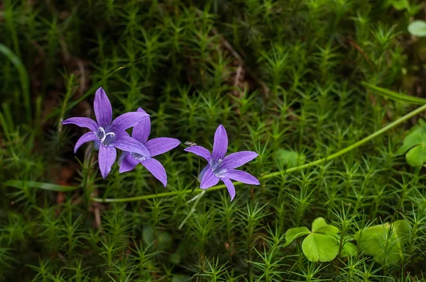 Çiçekler çan moss orman içinde. Yakın çekim.