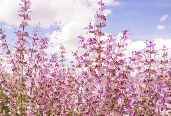 Yemyeşil Çiçekli Pembe Lila Çiçek Clary Muscat Yakın Çekim — Stok fotoğraf