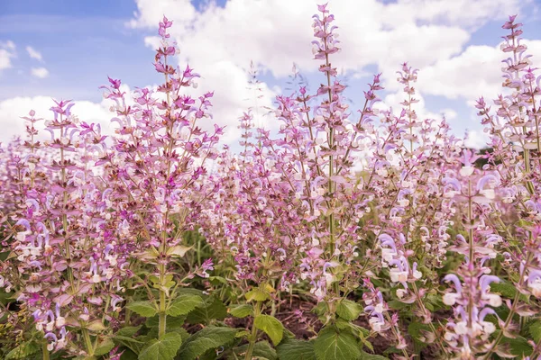 Frodig Blomning Rosa Lila Blommor Clary Muscat Närbild — Stockfoto