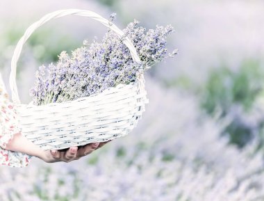 Lavanta çiçekleri bir lavanta alan zemin karşı bir kızı elinde dokuma beyaz sepet