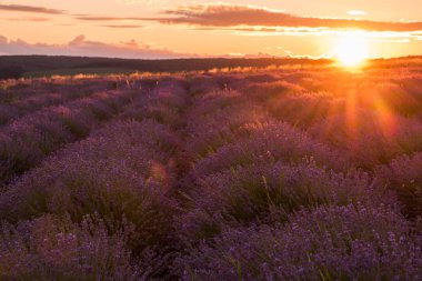Yumuşak pembe günbatımı bir lavanta alanda. Çiçekli lavanta.