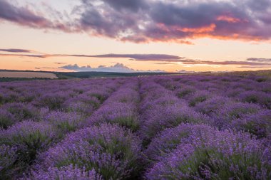 Yumuşak pembe günbatımı bir lavanta alanda. Çiçekli lavanta.