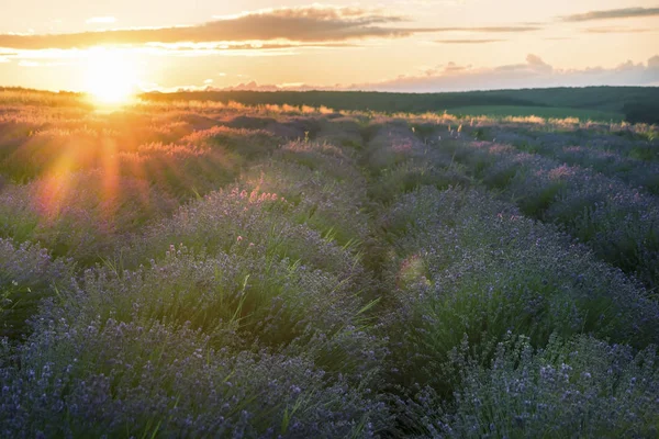 Yumuşak pembe günbatımı bir lavanta alanda. Çiçekli lavanta.