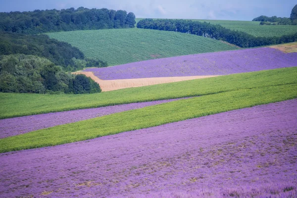 Geniş alanlar lavanta lavanta ve yeşil alanların, geometrik formlar. Yaz güneşli bir gün içinde tarım alanları. Mesafe içine üstten çiçeklenme lavanta alanları görünüm.