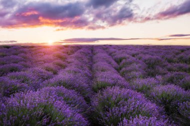 Yumuşak pembe günbatımı bir lavanta alanda. Çiçekli lavanta.