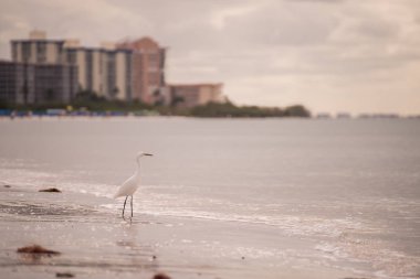  Güzel balıkçıl arka planda körfezin kıyısında suya yakın şehrin ana hatları. Okyanus kıyısında. Florida. ABD