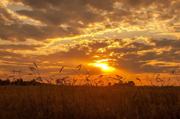 Поле Пшеницей Закате Красивое Небо Лучами Заходящего Солнца Простор Полей — стоковое фото