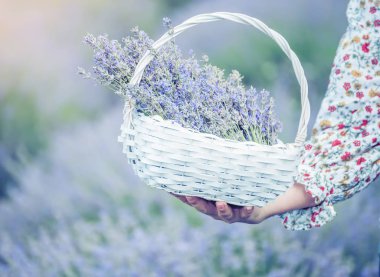 Lavanta çiçekleri bir lavanta alan zemin karşı bir kızı elinde dokuma beyaz sepet