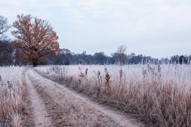 Yol ortasında çim alan beyaz frost ve görkemli sarı meşe kaplı. Geç düşmek