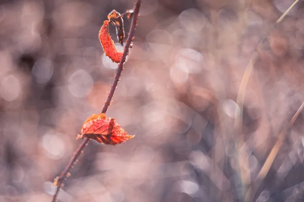 两个红秋孤叶在树枝上 艺术照片 选择性软聚焦 — 图库照片