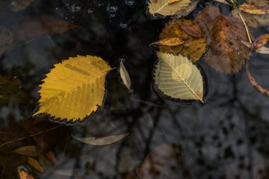 Sarı kirli düşen yapraklar yağmurdan sonra azıyorum. Hüzünlü sonbahar zamanı geldi. Seçici yumuşak odak.