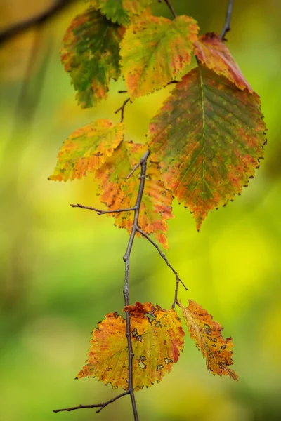 Branches Avec Feuilles Automne Dans Parc Automne Mise Point Sélective — Photo