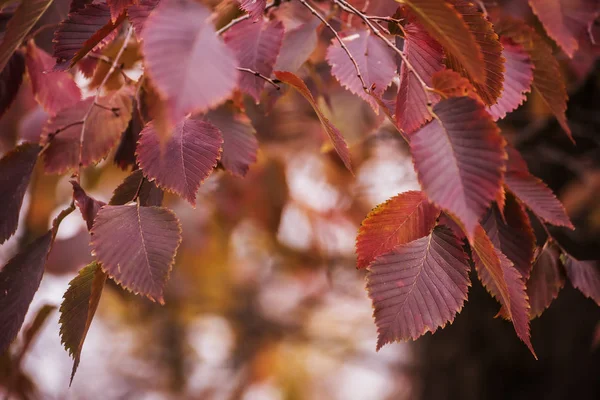 Ветви Осенними Листьями Осеннем Парке — стоковое фото