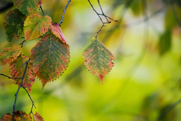 Ветки Осенними Листьями Осеннем Парке Селективный Мягкий Фокус — стоковое фото