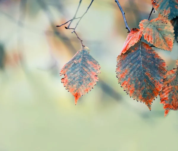 秋のまだらにされた葉のクローズ アップ 選択的なソフト フォーカス — ストック写真