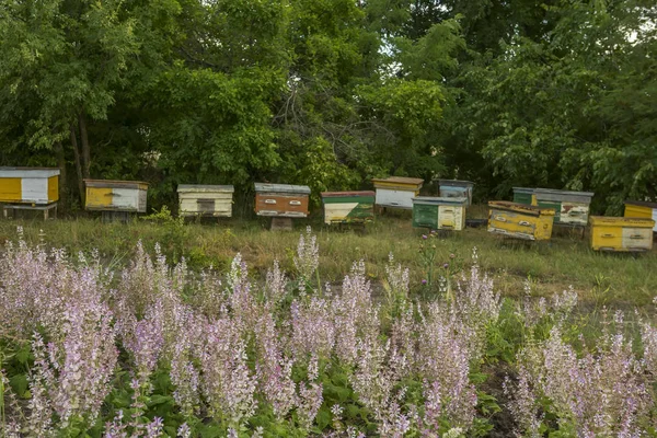 Λιλά Λουλούδια Φασκόμηλου Και Ξύλινα Παλιά Bee Κυψελών Μελισσοκομία Γεωργία — Φωτογραφία Αρχείου