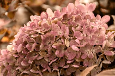 Ortancaların bahçede yemyeşil çiçekli dalları. Vintage.