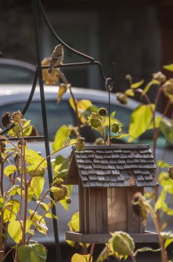 Besleyici house kentin araba arka plan üzerinde kuşlar için. Megalopolis ve doğanın bir arada bulunma sorunlarını. Hayvanlar için endişe.