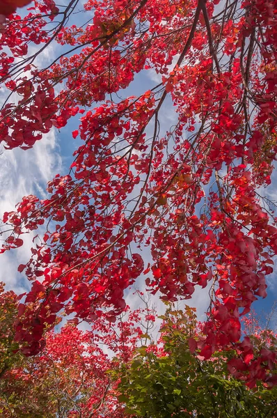 Parlak Kırmızı Akçaağaç Gökyüzüne Karşı Dalları Üzerinde Bırakır Harika Güneşli — Stok fotoğraf