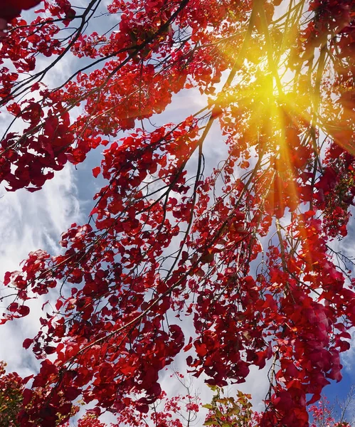 Leuchtend Rote Blätter Den Ästen Eines Ahorns Gegen Den Himmel — Stockfoto